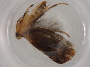  (gelMalaise01 Malaise4534 - BIOUG81411-B08)  @11 [ ] CreativeCommons - Attribution (2022) Centre for Biodiversity Genomics Centre for Biodiversity Genomics