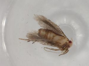  (gelMalaise01 Malaise9302 - BIOUG81411-F10)  @11 [ ] CreativeCommons - Attribution (2022) Centre for Biodiversity Genomics Centre for Biodiversity Genomics