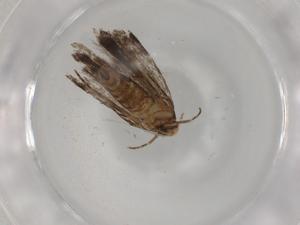  ( - BIOUG81411-G06)  @11 [ ] CreativeCommons - Attribution (2022) Centre for Biodiversity Genomics Centre for Biodiversity Genomics