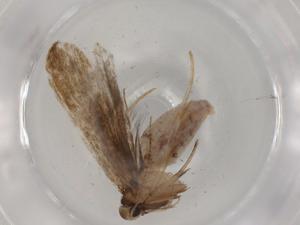  ( - BIOUG81411-G09)  @11 [ ] CreativeCommons - Attribution (2022) Centre for Biodiversity Genomics Centre for Biodiversity Genomics