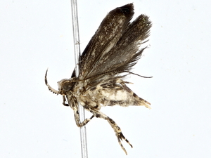  ( - BIOUG76543-F06)  @11 [ ] CreativeCommons - Attribution (2022) CBG Photography Group Centre for Biodiversity Genomics