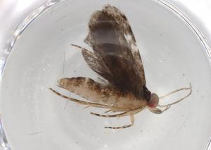  ( - BIOUG80470-A12)  @11 [ ] CreativeCommons - Attribution (2022) Centre for Biodiversity Genomics Centre for Biodiversity Genomics