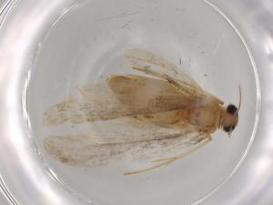  (Sigela BioLep8350 - BIOUG80474-A05)  @11 [ ] CreativeCommons - Attribution (2022) Centre for Biodiversity Genomics Centre for Biodiversity Genomics