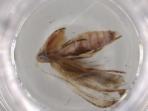  ( - BIOUG80474-C01)  @11 [ ] CreativeCommons - Attribution (2022) Centre for Biodiversity Genomics Centre for Biodiversity Genomics