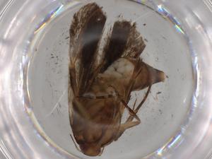  ( - BIOUG80474-C05)  @11 [ ] CreativeCommons - Attribution (2022) Centre for Biodiversity Genomics Centre for Biodiversity Genomics