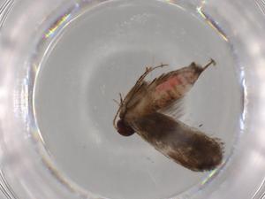  (gelMalaise01 Malaise5291 - BIOUG80474-C09)  @11 [ ] CreativeCommons - Attribution (2022) Centre for Biodiversity Genomics Centre for Biodiversity Genomics