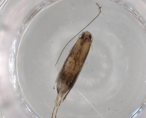  ( - BIOUG80474-C11)  @11 [ ] CreativeCommons - Attribution (2022) Centre for Biodiversity Genomics Centre for Biodiversity Genomics