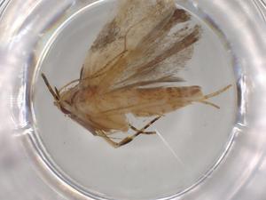  ( - BIOUG80474-C12)  @11 [ ] CreativeCommons - Attribution (2022) Centre for Biodiversity Genomics Centre for Biodiversity Genomics