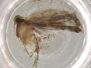  ( - BIOUG80487-H09)  @11 [ ] CreativeCommons - Attribution (2022) Centre for Biodiversity Genomics Centre for Biodiversity Genomics