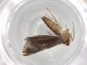  ( - BIOUG80490-A12)  @11 [ ] CreativeCommons - Attribution (2022) Centre for Biodiversity Genomics Centre for Biodiversity Genomics