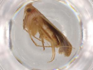  ( - BIOUG81450-G05)  @11 [ ] CreativeCommons - Attribution (2022) Centre for Biodiversity Genomics Centre for Biodiversity Genomics