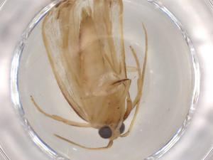  ( - BIOUG81450-G10)  @11 [ ] CreativeCommons - Attribution (2022) Centre for Biodiversity Genomics Centre for Biodiversity Genomics