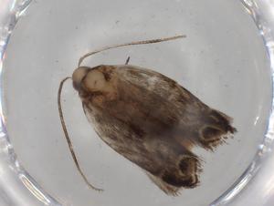  ( - BIOUG81757-E11)  @11 [ ] CreativeCommons - Attribution (2022) Centre for Biodiversity Genomics Centre for Biodiversity Genomics