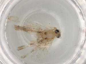  ( - BIOUG81762-A09)  @11 [ ] CreativeCommons - Attribution (2022) Centre for Biodiversity Genomics Centre for Biodiversity Genomics