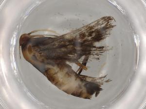  ( - BIOUG81762-B06)  @11 [ ] CreativeCommons - Attribution (2022) Centre for Biodiversity Genomics Centre for Biodiversity Genomics