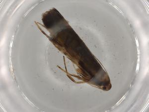  (gelMalaise01 Malaise0966 - BIOUG81762-B10)  @11 [ ] CreativeCommons - Attribution (2022) Centre for Biodiversity Genomics Centre for Biodiversity Genomics