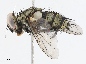  (Houghia Janzen6886 - CBG-A07092-E01)  @11 [ ] CreativeCommons - Attribution Share - Alike (2023) CBG Photography Group Centre for Biodiversity Genomics