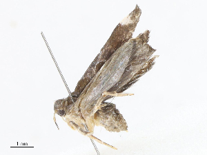  ( - CBG-A07093-C06)  @11 [ ] CreativeCommons - Attribution Share - Alike (2023) CBG Photography Group Centre for Biodiversity Genomics