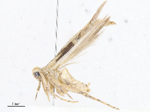  ( - CBG-A07093-C07)  @11 [ ] CreativeCommons - Attribution Share - Alike (2023) CBG Photography Group Centre for Biodiversity Genomics