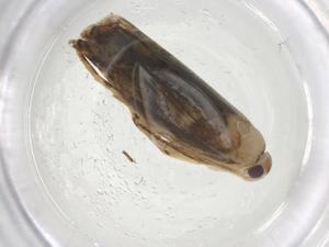  (gelMalaise01 Malaise8559 - CBG-A08699-H10)  @11 [ ] CreativeCommons - Attribution Share - Alike (2023) Centre for Biodiversity Genomics Centre for Biodiversity Genomics