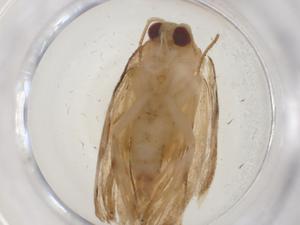  ( - CBG-A08700-A04)  @11 [ ] CreativeCommons - Attribution Share - Alike (2023) Centre for Biodiversity Genomics Centre for Biodiversity Genomics