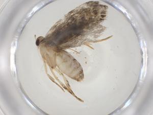  ( - CBG-A08700-C06)  @11 [ ] CreativeCommons - Attribution Share - Alike (2023) Centre for Biodiversity Genomics Centre for Biodiversity Genomics