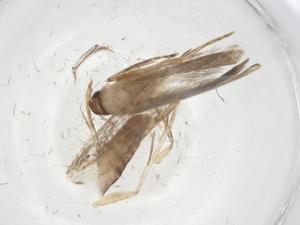  ( - CBG-A08702-E07)  @11 [ ] CreativeCommons - Attribution Share - Alike (2023) Centre for Biodiversity Genomics Centre for Biodiversity Genomics