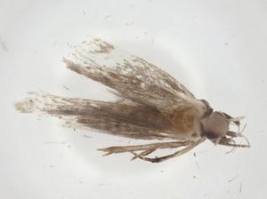  ( - CBG-A08703-B07)  @11 [ ] CreativeCommons - Attribution Share - Alike (2023) Centre for Biodiversity Genomics Centre for Biodiversity Genomics