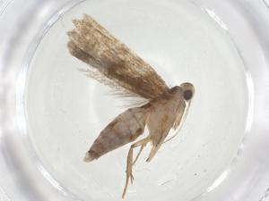  ( - CBG-A08713-B11)  @11 [ ] CreativeCommons - Attribution Share - Alike (2023) Centre for Biodiversity Genomics Centre for Biodiversity Genomics