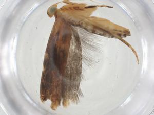  ( - CBG-A08713-D03)  @11 [ ] CreativeCommons - Attribution Share - Alike (2023) Centre for Biodiversity Genomics Centre for Biodiversity Genomics