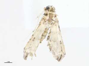  (Hileithia BioLep6830 - CBG-A08730-F02)  @11 [ ] CreativeCommons - Attribution Share - Alike (2023) CBG Photography Group Centre for Biodiversity Genomics
