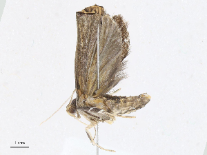  ( - CBG-A08731-F02)  @11 [ ] CreativeCommons - Attribution Share - Alike (2023) CBG Photography Group Centre for Biodiversity Genomics