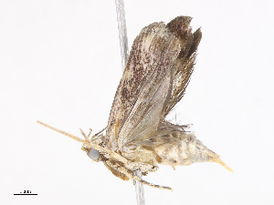  ( - CBG-A08791-G03)  @11 [ ] CreativeCommons - Attribution Share - Alike (2023) CBG Photography Group Centre for Biodiversity Genomics