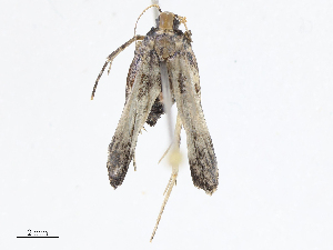  ( - CBG-A08793-B03)  @11 [ ] CreativeCommons - Attribution Share - Alike (2023) CBG Photography Group Centre for Biodiversity Genomics