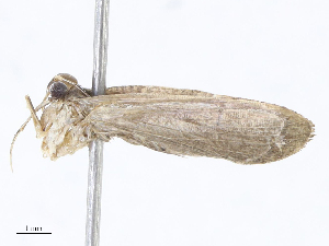  ( - CBG-A08793-B08)  @11 [ ] CreativeCommons - Attribution Share - Alike (2023) CBG Photography Group Centre for Biodiversity Genomics