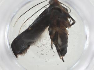  ( - CBG-A08807-B08)  @11 [ ] CreativeCommons - Attribution Share - Alike (2023) Centre for Biodiversity Genomics Centre for Biodiversity Genomics