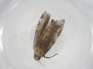  ( - CBG-A08812-G10)  @11 [ ] CreativeCommons - Attribution Share - Alike (2023) Centre for Biodiversity Genomics Centre for Biodiversity Genomics