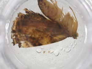  ( - CBG-A09830-F12)  @11 [ ] CreativeCommons - Attribution Share - Alike (2023) Centre for Biodiversity Genomics Centre for Biodiversity Genomics