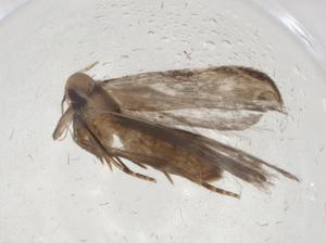  (gelMalaise01 Malaise7094 - CBG-A09833-B02)  @11 [ ] CreativeCommons - Attribution Share - Alike (2023) Centre for Biodiversity Genomics Centre for Biodiversity Genomics