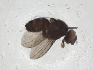  ( - CBG-A09848-C06)  @11 [ ] CreativeCommons - Attribution Share - Alike (2023) Centre for Biodiversity Genomics Centre for Biodiversity Genomics