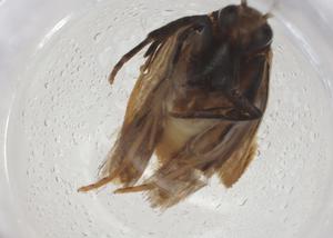  ( - CBG-A09848-E02)  @11 [ ] CreativeCommons - Attribution Share - Alike (2023) Centre for Biodiversity Genomics Centre for Biodiversity Genomics