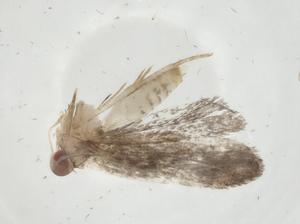  (geleBioLep01 BioLep9264 - CBG-A09869-B11)  @11 [ ] CreativeCommons - Attribution Share - Alike (2023) Centre for Biodiversity Genomics Centre for Biodiversity Genomics