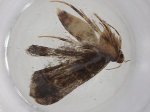  ( - CBG-A09871-A09)  @11 [ ] CreativeCommons - Attribution Share - Alike (2023) Centre for Biodiversity Genomics Centre for Biodiversity Genomics