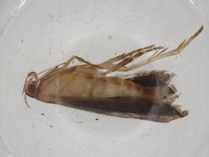  ( - CBG-A09871-G10)  @11 [ ] CreativeCommons - Attribution Share - Alike (2023) Centre for Biodiversity Genomics Centre for Biodiversity Genomics