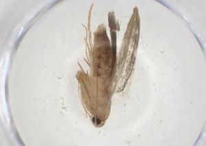  (gelMalaise01 Malaise2546 - CBG-A09872-D04)  @11 [ ] CreativeCommons - Attribution Share - Alike (2023) Centre for Biodiversity Genomics Centre for Biodiversity Genomics