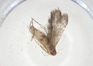  ( - CBG-A09872-G06)  @11 [ ] CreativeCommons - Attribution Share - Alike (2023) Centre for Biodiversity Genomics Centre for Biodiversity Genomics