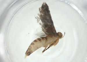  (Symmetrischema Malaise8244 - CBG-A29569-H05)  @11 [ ] CreativeCommons - Attribution Share - Alike (2024) Centre for Biodiversity Genomics Centre for Biodiversity Genomics