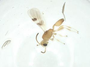  ( - CBG-A29824-E01)  @11 [ ] CreativeCommons - Attribution Share - Alike (2024) Centre for Biodiversity Genomics Centre for Biodiversity Genomics