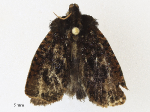  ( - CBG-A30959-C12)  @11 [ ] CreativeCommons - Attribution Share - Alike (2024) CBG Photography Group Centre for Biodiversity Genomics