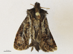  ( - CBG-A30959-E05)  @11 [ ] CreativeCommons - Attribution Share - Alike (2024) CBG Photography Group Centre for Biodiversity Genomics